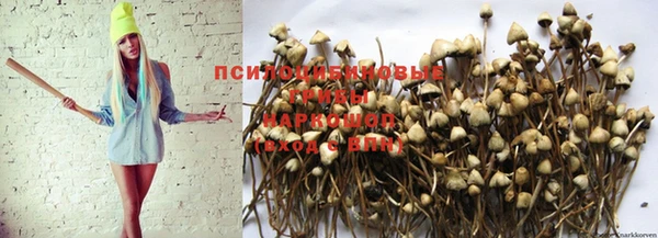 apvp Вяземский